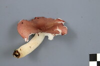 Russula hydrophila image